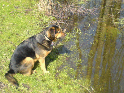 rocky vor ueberschwemmung - Kopie